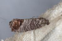 Cydia pomonella