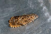 Enarmonia formosana