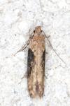 Scrobipalpa costella