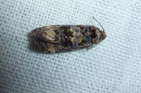 Endothenia ustulana