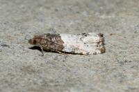 Notocelia roborana