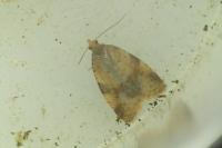 Epagoge grotiana