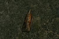 Acleris cristana