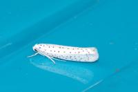 Yponomeuta evonymella