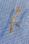 Stenoptilia