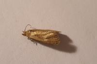 Phtheochroa inopiana