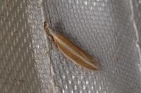 Pleurota aristella