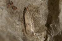 Borkhausenia nefrax