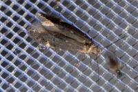 Aproaerema anthyllidella