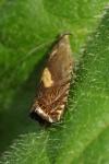 Dichrorampha petiverella