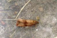 Celypha striana