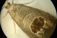 Notocelia uddmanniana