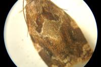 Archips xylosteana