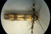 Stathmopoda pedella