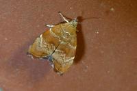 Choreutis nemorana