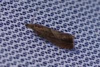 Dichrorampha acuminatana