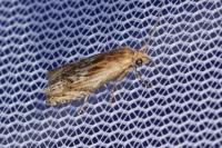 Eucosma gr. cana