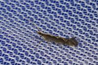 Plutella xylostella
