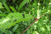 Coleophora currucipennella