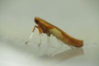 Caloptilia hemidactylella