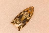 Archips xylosteana