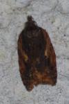 Acleris hastiana