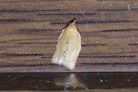 Clepsis consimilana