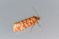 Lozotaeniodes formosana
