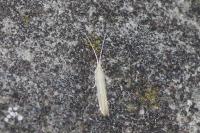 Coleophora