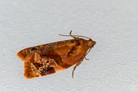 Ditula angustiorana