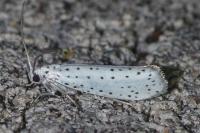 Yponomeuta evonymella