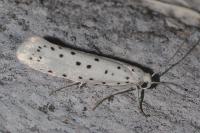 Yponomeuta