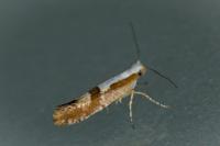 Argyresthia pruniella