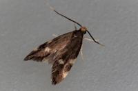 Telechrysis tripuncta