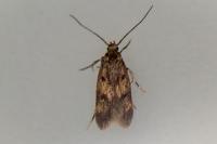 Borkhausenia fuscescens
