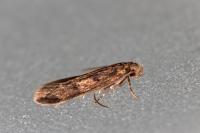 Borkhausenia fuscescens