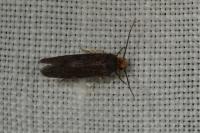Cephimallota crassiflavella