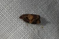 Ditula angustiorana