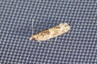 Crocidosema plebejana