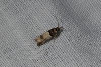 Epinotia thapsiana
