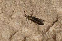 Coleophora
