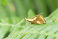 Harpella forficella