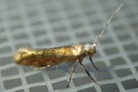 Argyresthia brockeella
