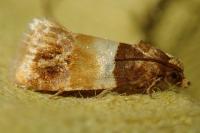 Epinotia festivana
