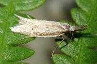 Pleurota bicostella
