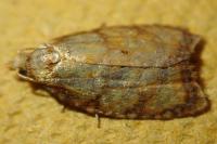 Acleris bergmanniana