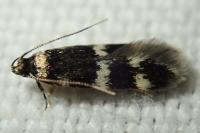Oegoconia