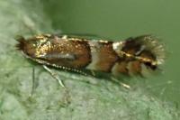 Phyllonorycter ulmifoliella