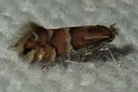 Phyllonorycter ulmifoliella