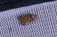 Depressaria